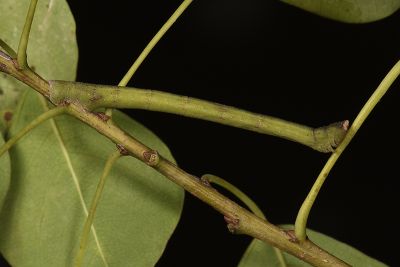 塔粉綠尺蛾 Herochroma cristata