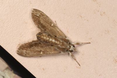 Cirrhochrista spissalis 雌蟲