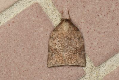 擬捲豆瘤蛾 Beara tortriciformis 雄蟲