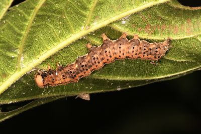 圓端擬燈蛾 Asota heliconia zebrina
