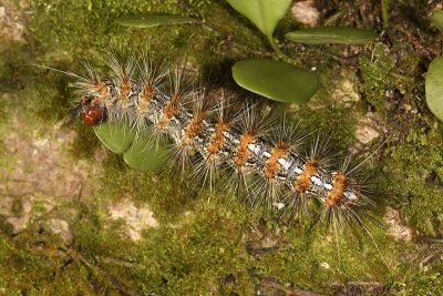 暗點橙燈蛾 Lemyra imparilis