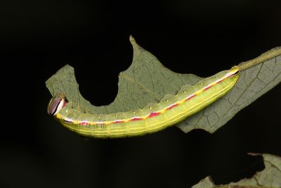 瑟舟蛾 Somera viridifusca viridifusca