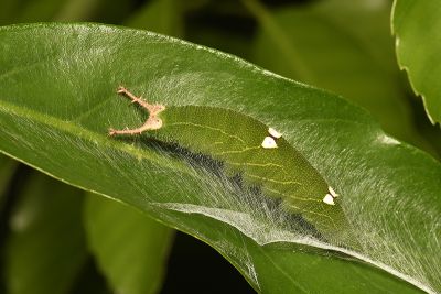燦蛺蝶 Sephisa chandra androdamas