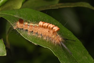 角斑棕毒蛾 Ilema olivacea
