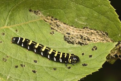 燄駝蛾 Hyblaea firmamentum