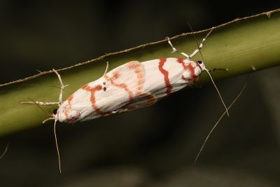 優雪苔蛾 Cyana hamata hamata 交尾中個體