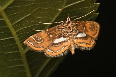 麗紋地棲水螟蛾 Paracymoriza cataclystalis 雌蟲