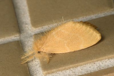 臺灣黃毒蛾 Euproctis taiwana 雌蟲
