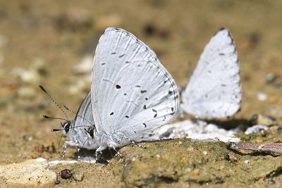 細邊琉灰蝶 Celastrina lavendularis himilcon 雄蟲