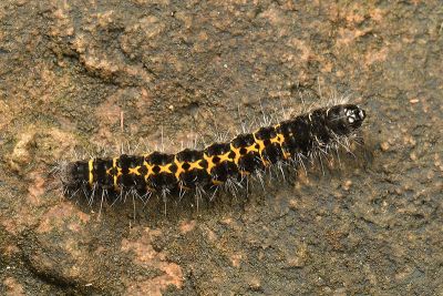 線紋篩蛾 Ethmia lineatonotella