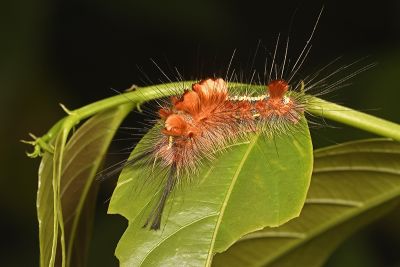 角斑棕毒蛾 Ilema olivacea