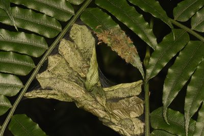 臺灣望橙燈蛾 Lemyra nigricosta