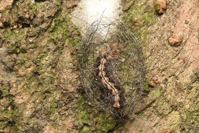 優雪苔蛾 Cyana hamata hamata