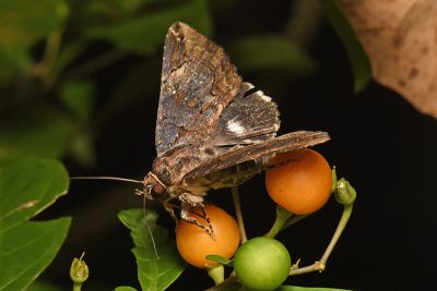 陰耳裳蛾 Ercheia umbrosa 雄蟲