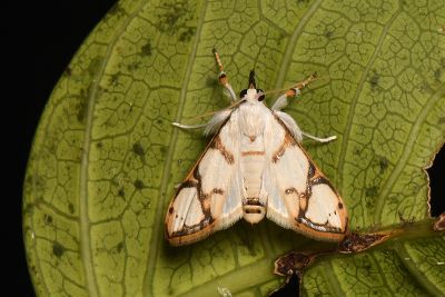 甲仙黃緣野螟蛾 Cirrhochrista kosemponialis 雌蟲