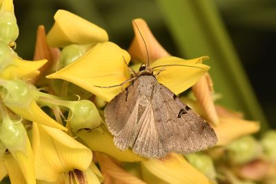 舒襀裳蛾 Plecoptera reflexa 雄蟲