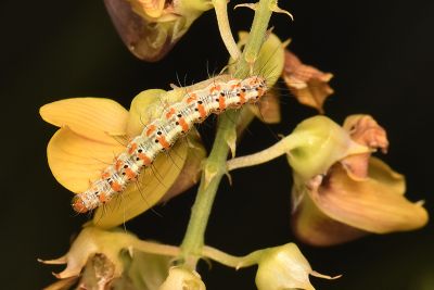 擬三色星燈蛾 Utetheisa lotrix