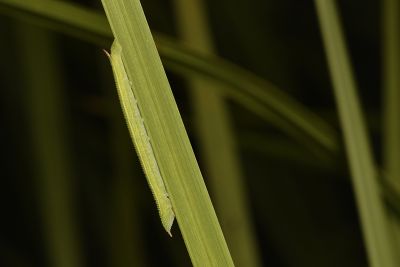 黃條天蛾 Leucophlebia lineata