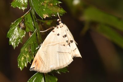 Nymphicula hampsoni 雌蟲