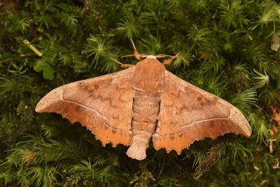 波花樺蛾 Oberthueria formosibia 雄蟲