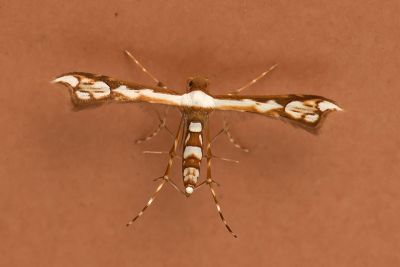 臺灣銀帶鳥羽蛾 Ochyrotica taiwanica 雄蟲