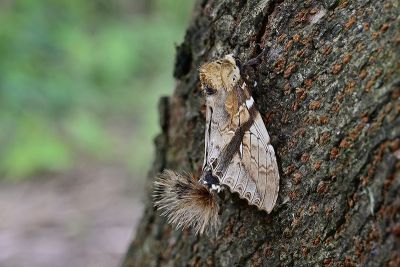 著蕊尾舟蛾 Dudusa nobilis 雄蟲