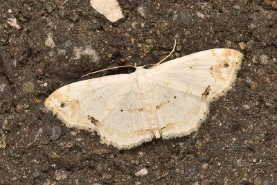 山根岩尺蛾 Scopula yamanei 雄蟲