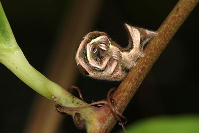 明蝠裳蛾 Lophoruza lunifera