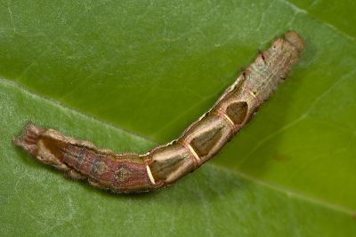 明蝠裳蛾 Lophoruza lunifera