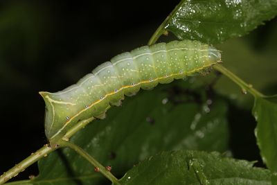 大紅裙雜夜蛾 Amphipyra surnia