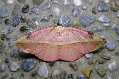 黃斧普尺蛾 Dissoplaga flava changi 性別不明