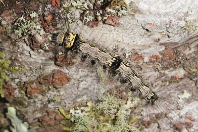 藍緣苔蛾 Conilepia nigricosta paiwan