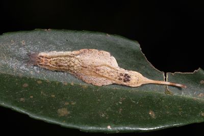 鉛斑帶鉤蛾 Oreta fuscopurpurea