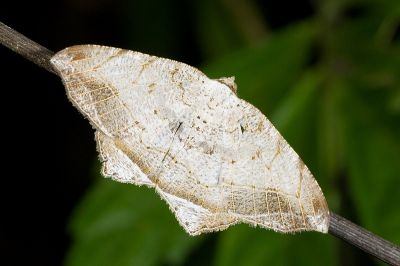 暗邊截翅尺蛾 Oxymacaria temeraria temeraria 雌蟲