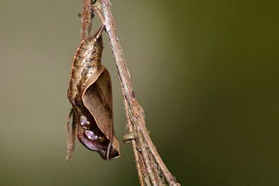 金環蛺蝶 Pantoporia hordonia rihodona