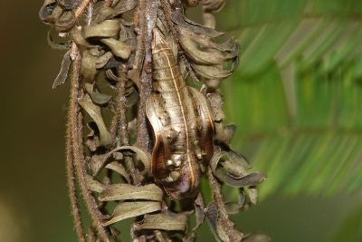 金環蛺蝶 Pantoporia hordonia rihodona
