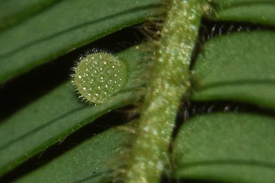 金環蛺蝶 Pantoporia hordonia rihodona