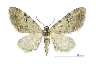 Eupithecia pellicata 雌蟲