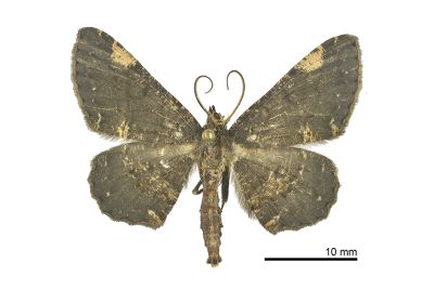 雙斑鋸線尺蛾 Abaciscus costimacula 雄蟲