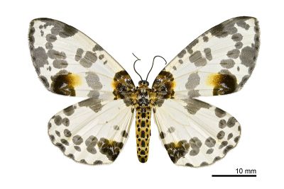 金星尺蛾 Abraxas suspecta 雌蟲