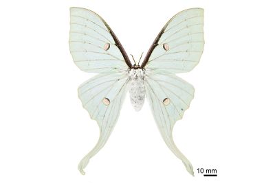 臺灣長尾水青蛾 Actias sinensis subaurea 雌蟲