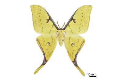 臺灣長尾水青蛾 Actias sinensis subaurea 雄蟲