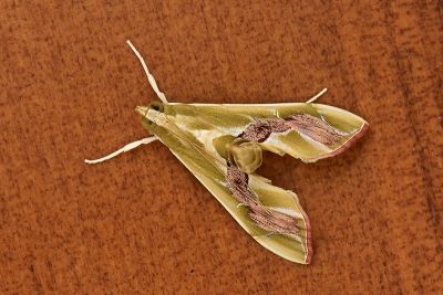 華麗野螟蛾 Agathodes ostentalis 雄蟲