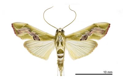 華麗野螟蛾 Agathodes ostentalis 雄蟲