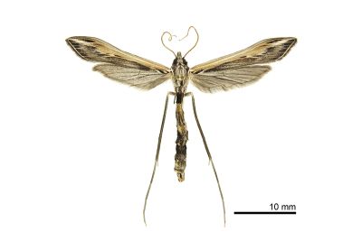 東方單羽蛾 Agdistopis sinhala 雌蟲