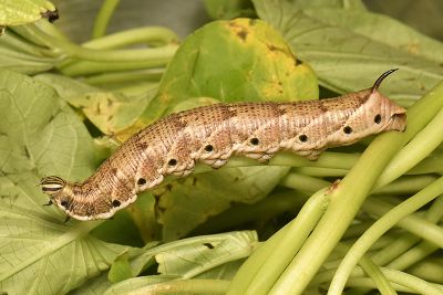 白薯天蛾 Agrius convolvuli