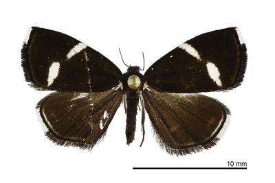 Alampla arcifraga 雌蟲