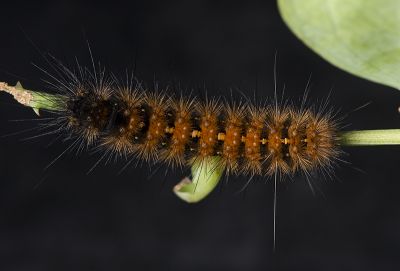 紅緣燈蛾 Aloa lactinea