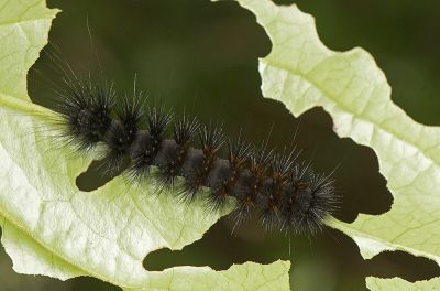 紅緣燈蛾 Aloa lactinea