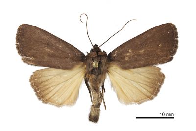 臺灣雜夜蛾 Amphipyra deletaiwana 雌蟲
